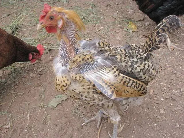 What Happens When Chickens Moult?