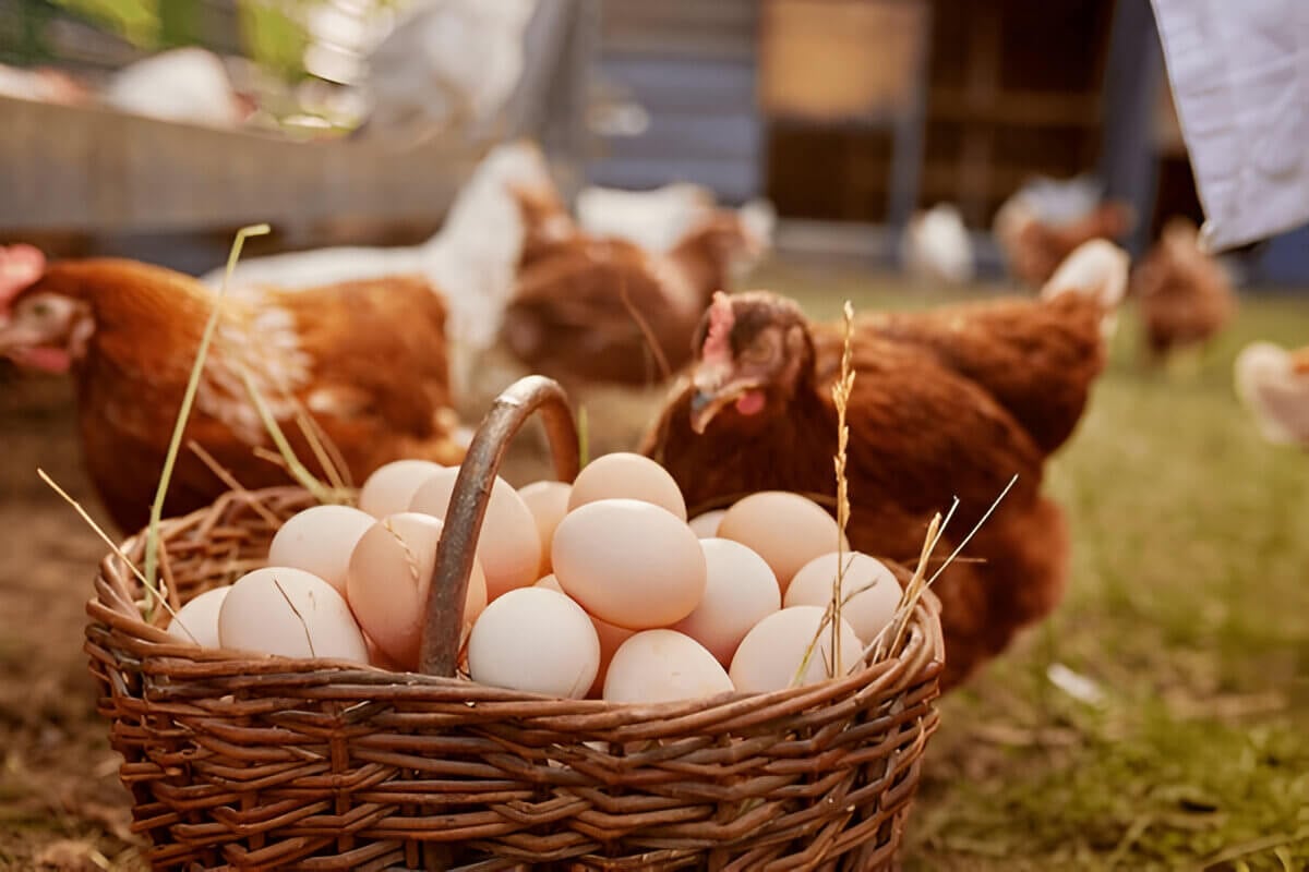 Interesting Facts About Chicken Eggs